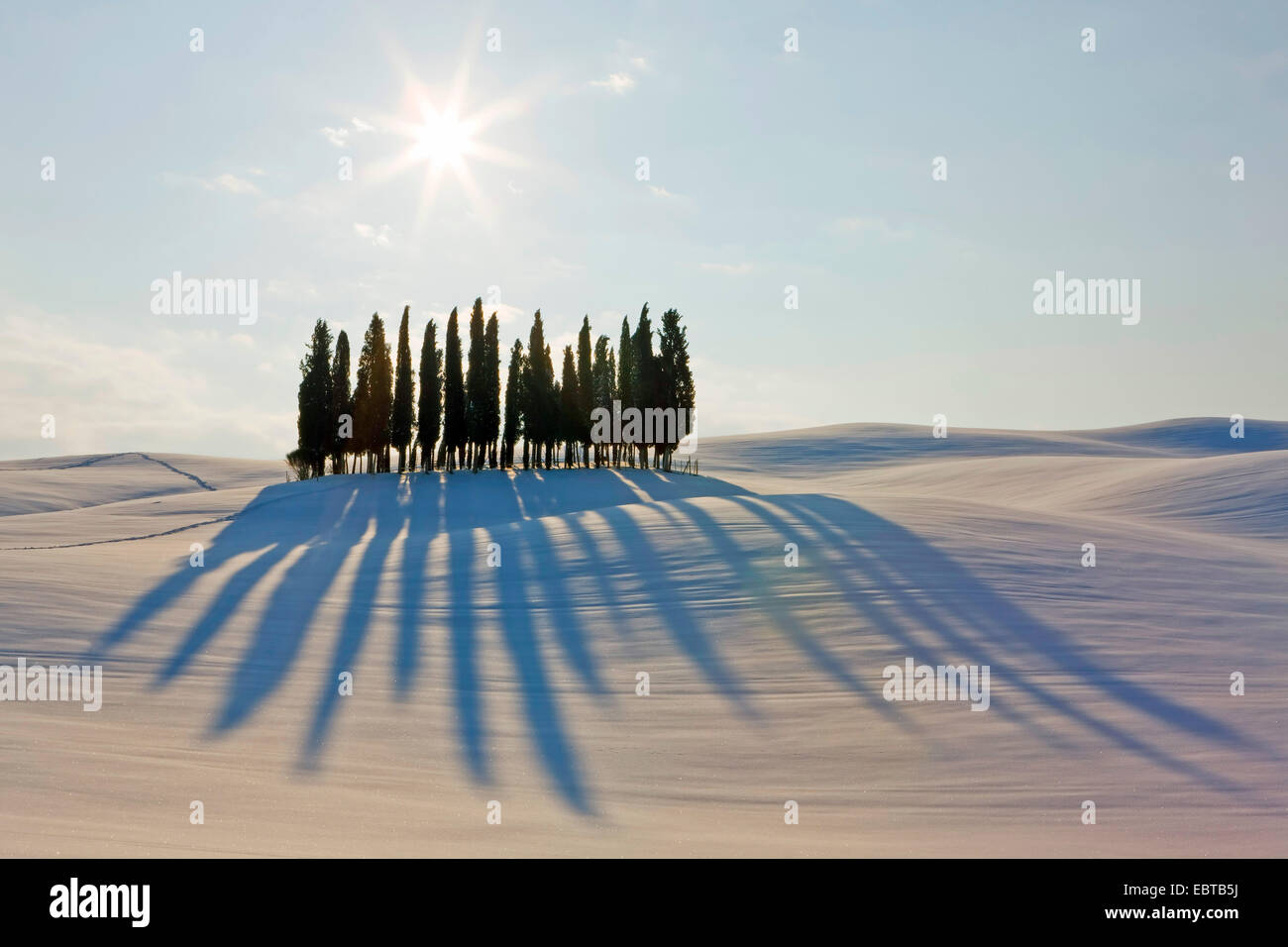 Cyprès (Cupressus sempervirens), groupe cypreses dans paysage d'hiver en soleil, l'Italie, Toscane Banque D'Images