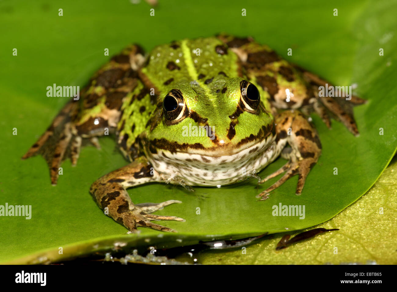 Grenouille comestible européen commun, edible frog (Rana kl. esculenta, Rana esculenta), assis sur une feuille, Allemagne Banque D'Images