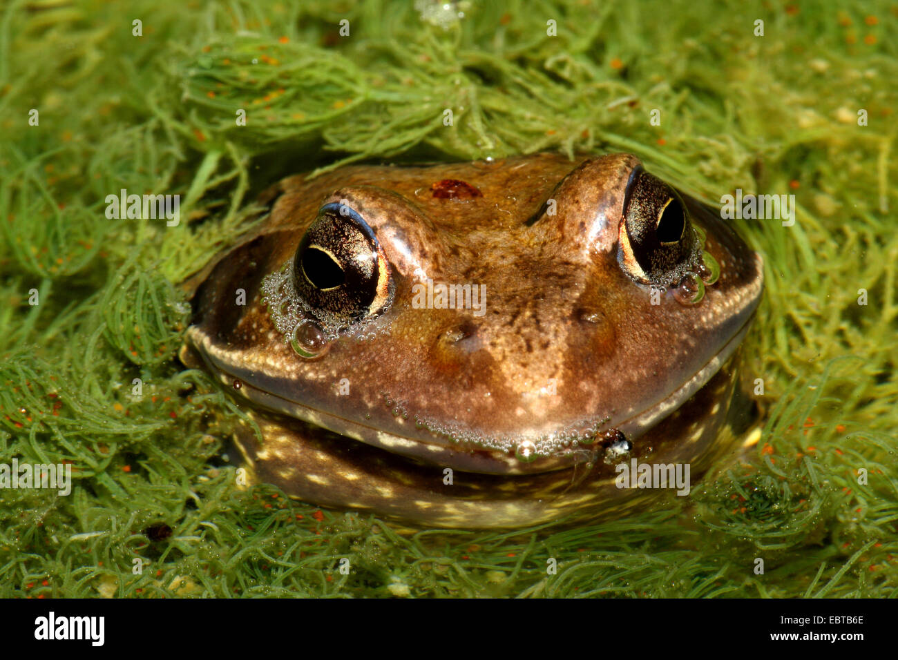 Grenouille comestible européen commun, edible frog (Rana kl. esculenta, Rana esculenta), à la tête hors de l'eau, de l'Allemagne Banque D'Images