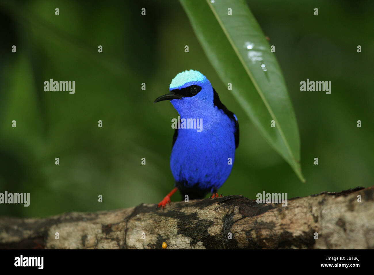 Red-legged honeycreeper (Cyanerpes cyaneus), homme assis sur une branche Banque D'Images