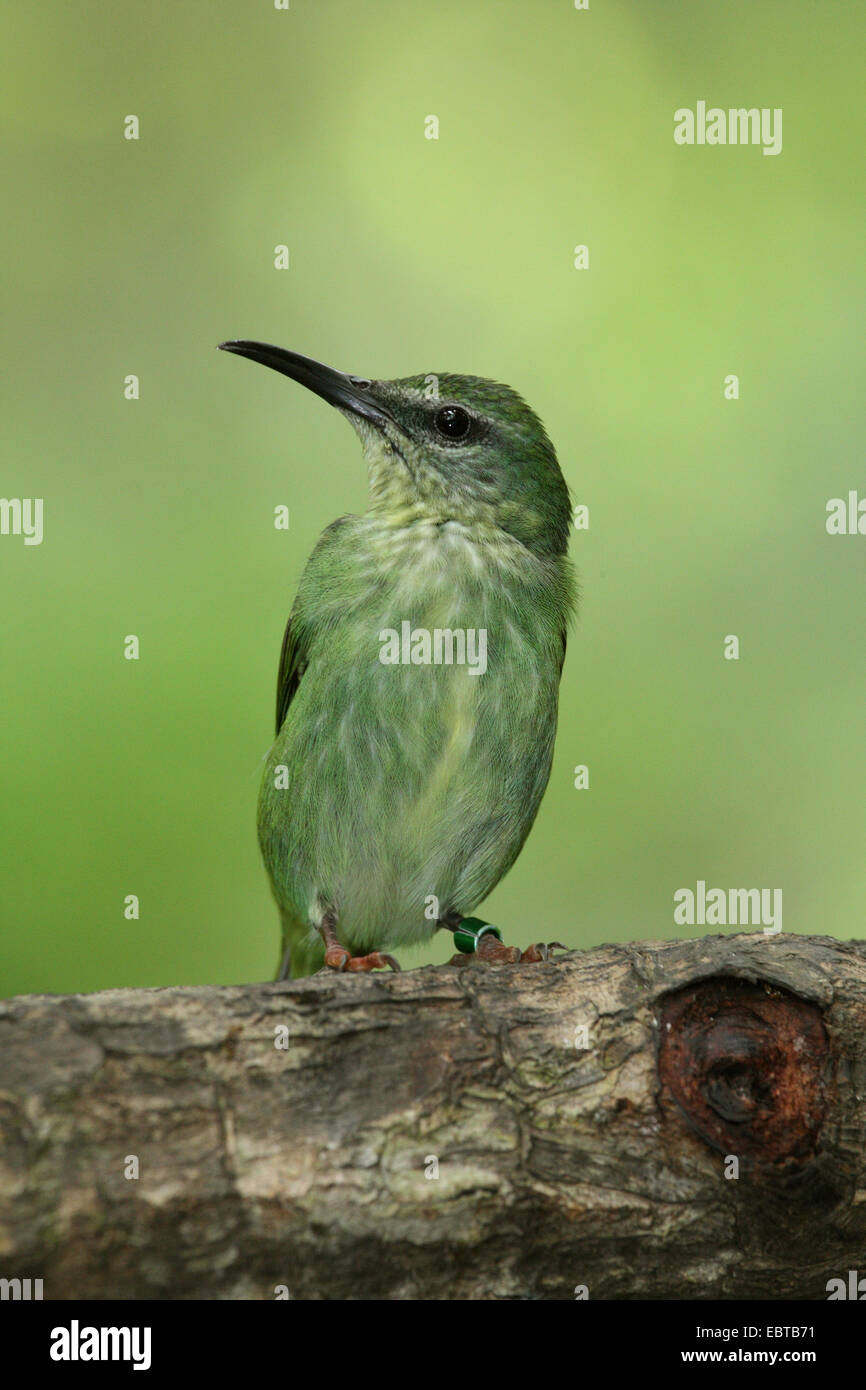 Red-legged honeycreeper (Cyanerpes cyaneus), femme assise sur une branche Banque D'Images