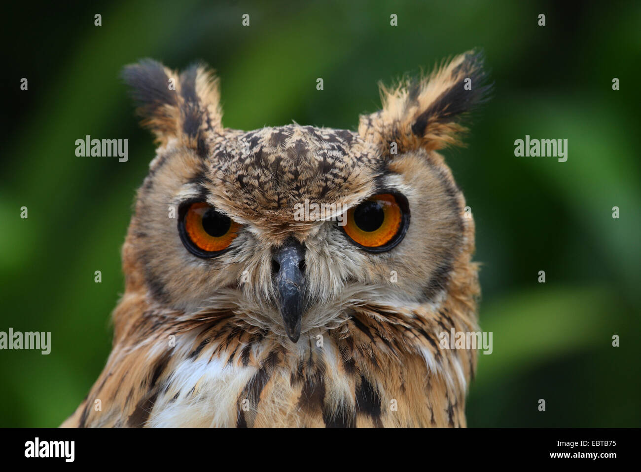 Aigle forestier d'Amérique (Bubo nipalensis), portrait Banque D'Images