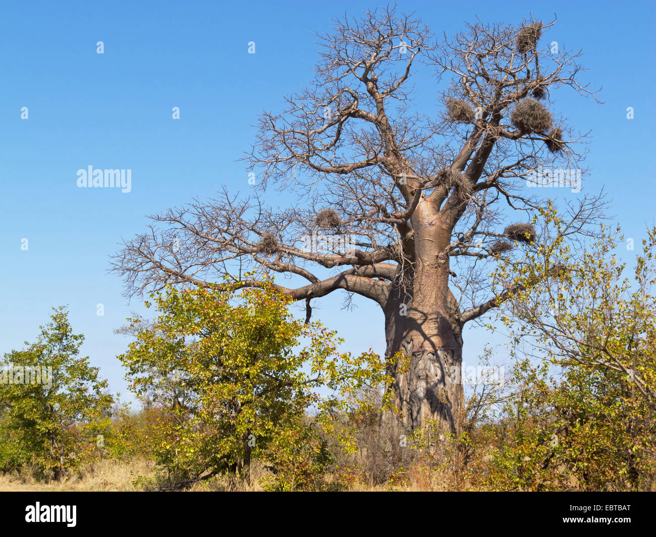 Baobab, pain de singe, singe tamarin (Adansonia spec.), dans la savane, Afrique du Sud, le Parc national Krueger, Camp Letaba Banque D'Images