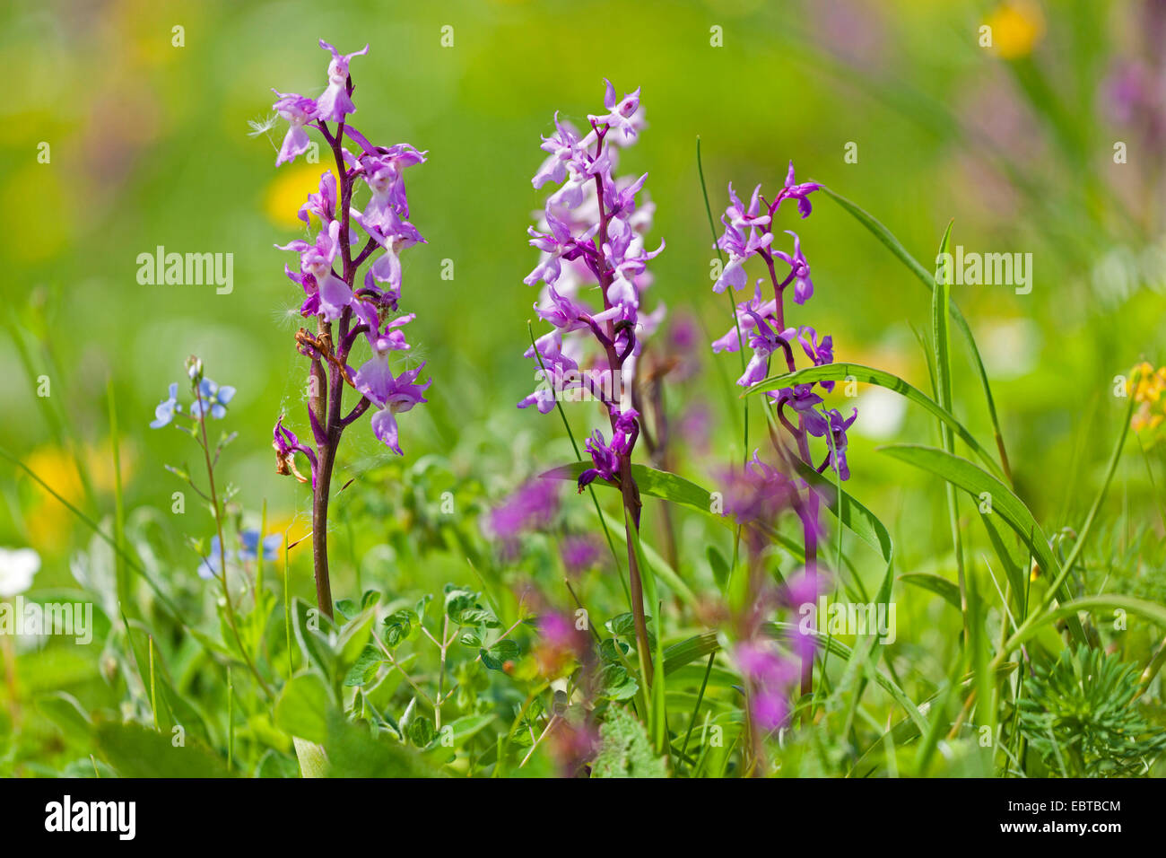 Début-pink orchid (Orchis mascula), la floraison, l'Allemagne, en Bavière, elle Maeusberg Banque D'Images