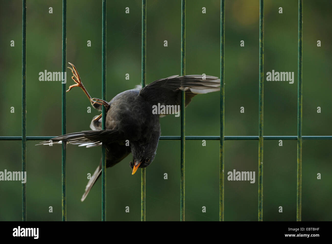 Blackbird (Turdus merula), ont péri dans une clôture, Allemagne Banque D'Images
