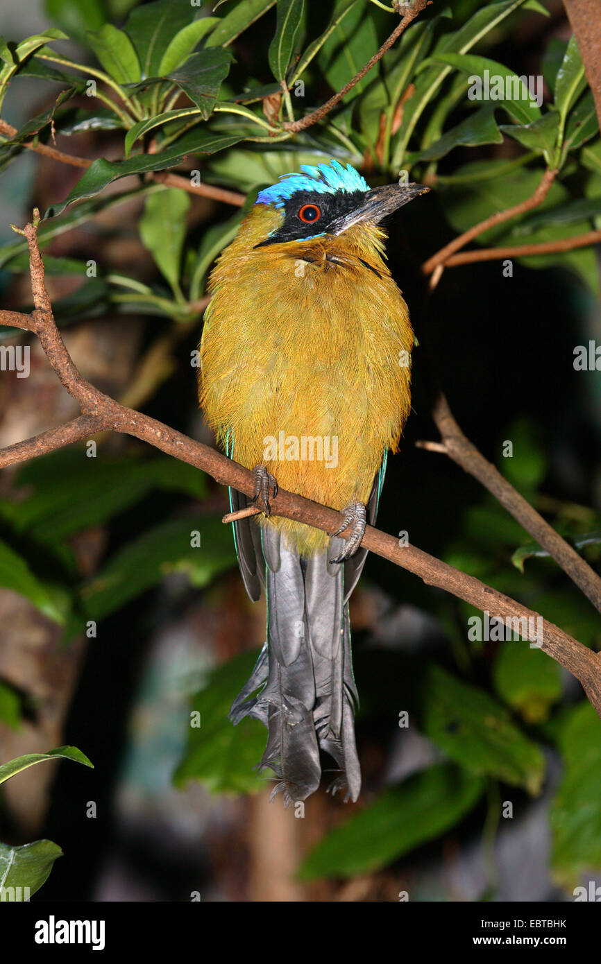 Blue-couronné (houtouc Momotus momota), assis sur une branche Banque D'Images