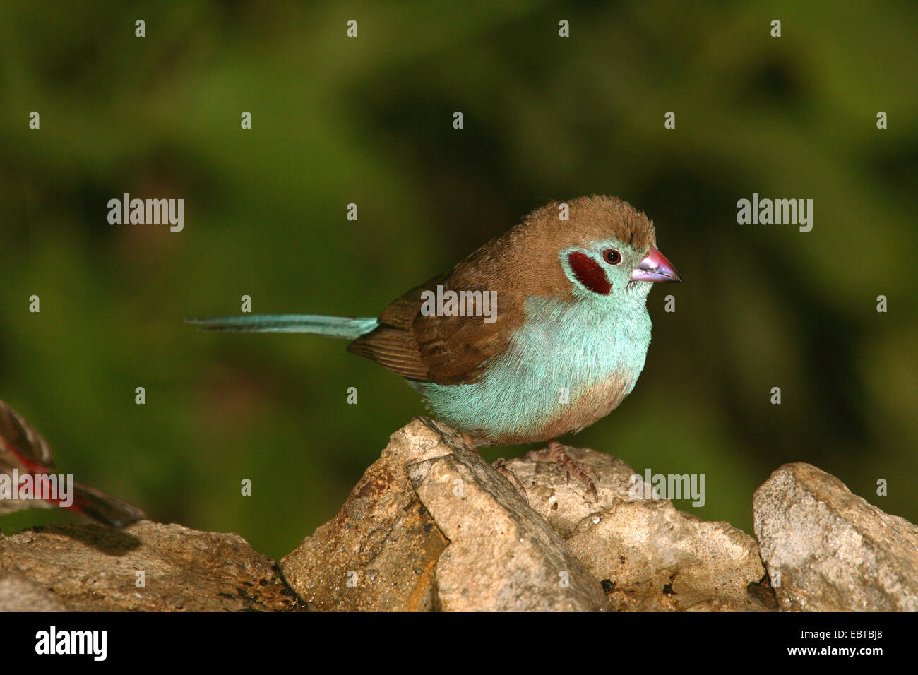 Red-cheeked cordon-bleu (Uraeginthus bengalus), homme assis Banque D'Images