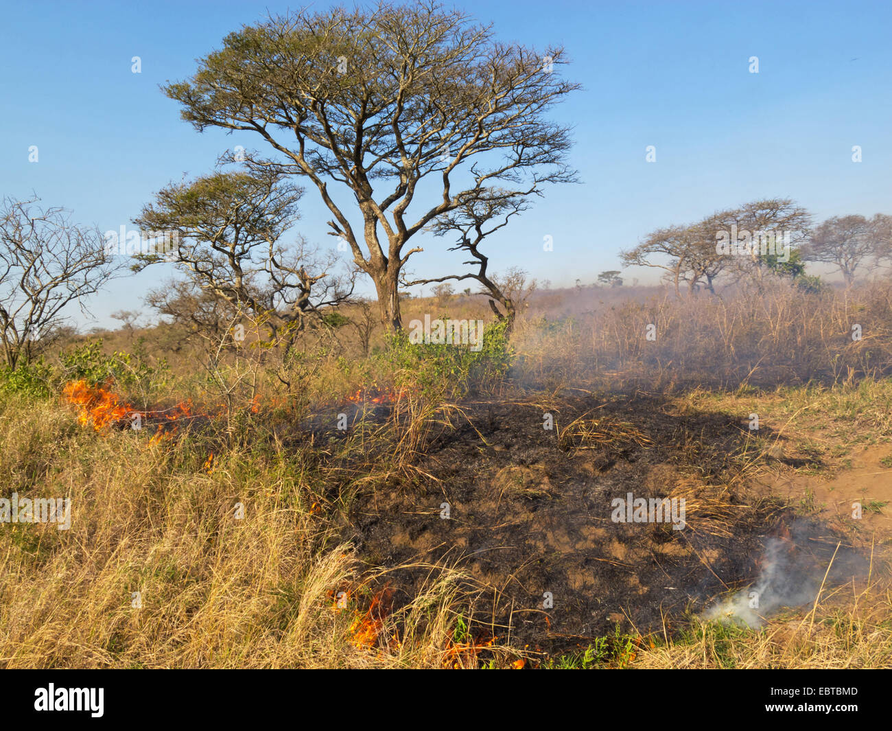 Feu de broussailles à Savannah, en Afrique du Sud, le Parc National de Hluhluwe-Umfolozi, Hilltop Camp Banque D'Images