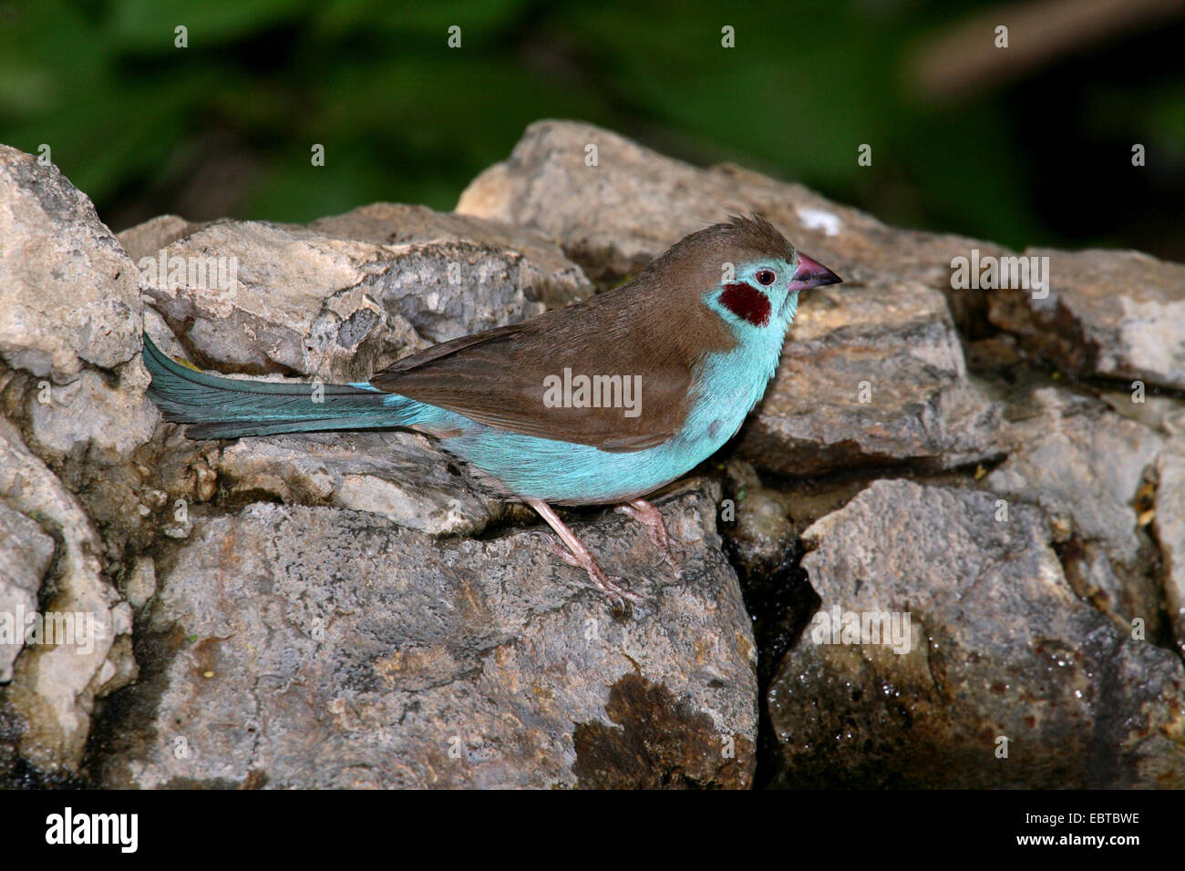 Red-cheeked cordon-bleu (Uraeginthus bengalus), homme assis Banque D'Images