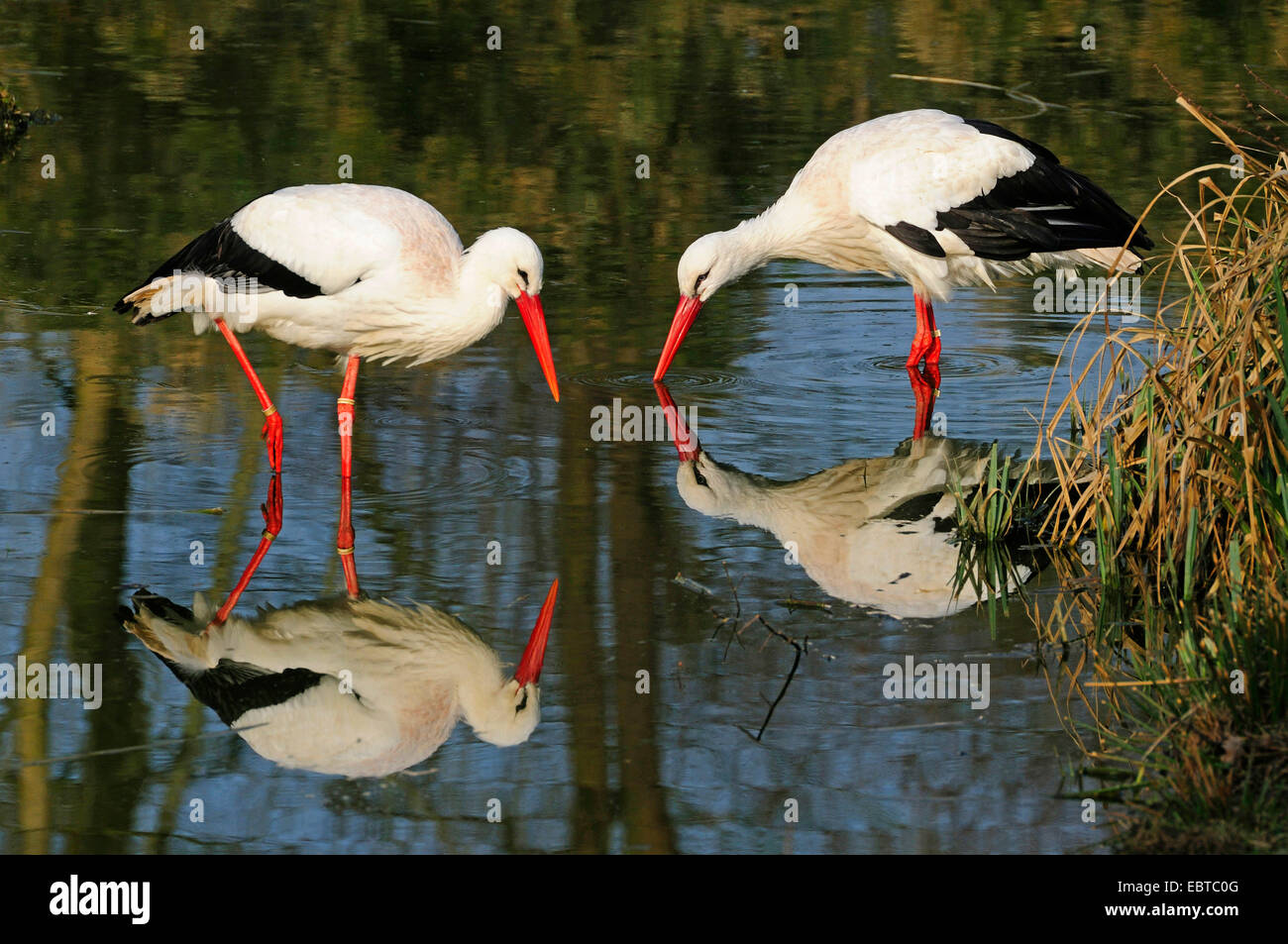 Cigogne Blanche (Ciconia ciconia), deux oiseaux en quête de nourriture dans les eaux peu profondes, Allemagne Banque D'Images