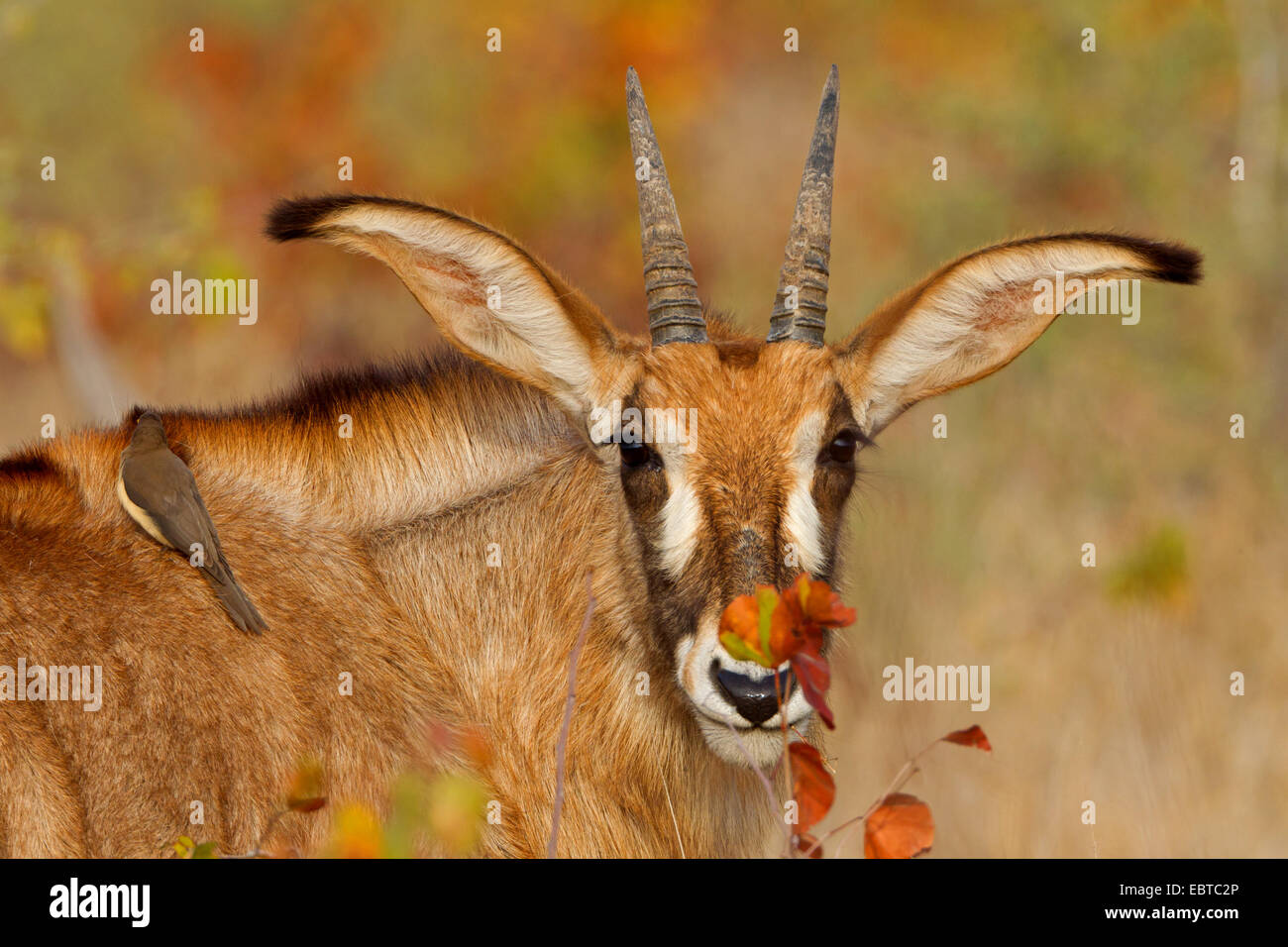 L'antilope rouanne (Hippotragus equinus), avec oxpecker Buphagus erythrorhynchus, sur l'arrière, Afrique du Sud, le Parc national Krueger, Camp Letaba Banque D'Images