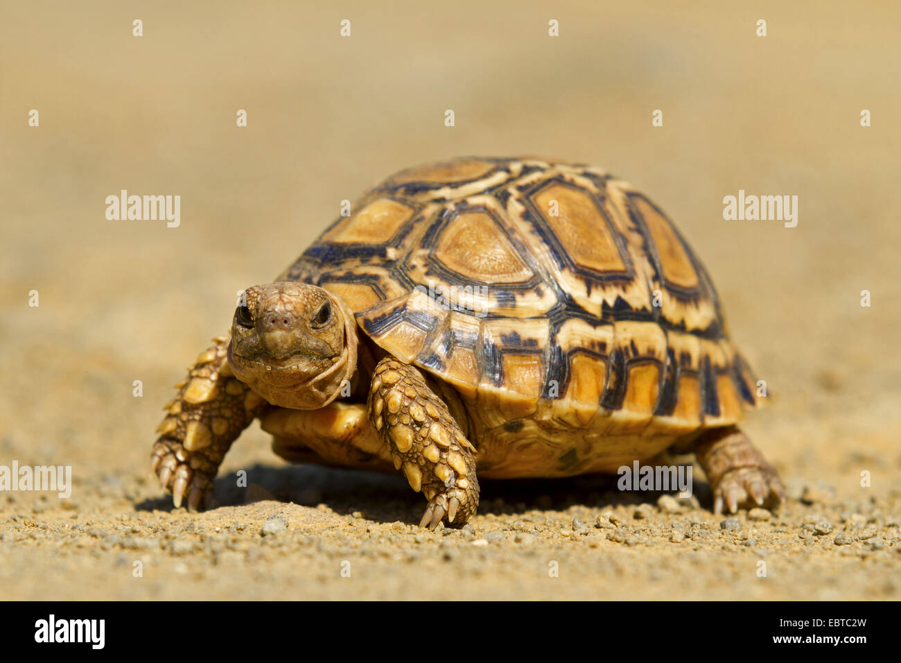 Leopard tortoise (Geochelone pardalis Stigmochelys pardalis,), randonnée pédestre, Afrique du Sud, le Parc National de Hluhluwe-Umfolozi, Camp de Mpila Banque D'Images