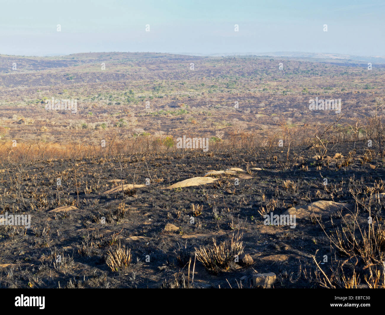 Après l'incendie de savane, Afrique du Sud, le Parc National de Hluhluwe-Umfolozi, Hilltop Camp Banque D'Images