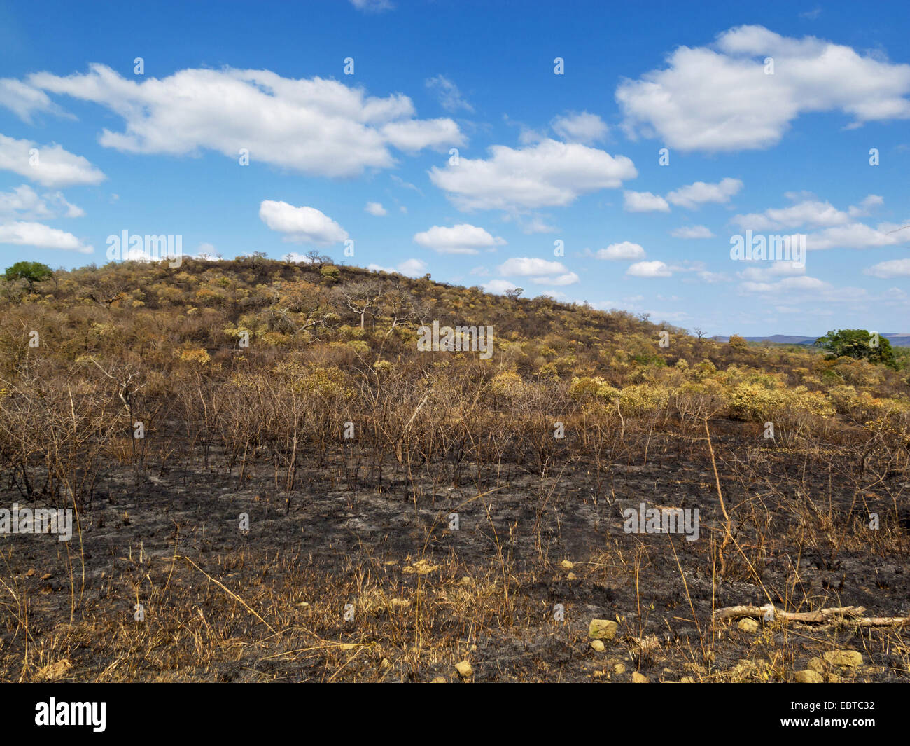 Après l'incendie de savane, Afrique du Sud, le Parc National de Hluhluwe-Umfolozi, Hilltop Camp Banque D'Images