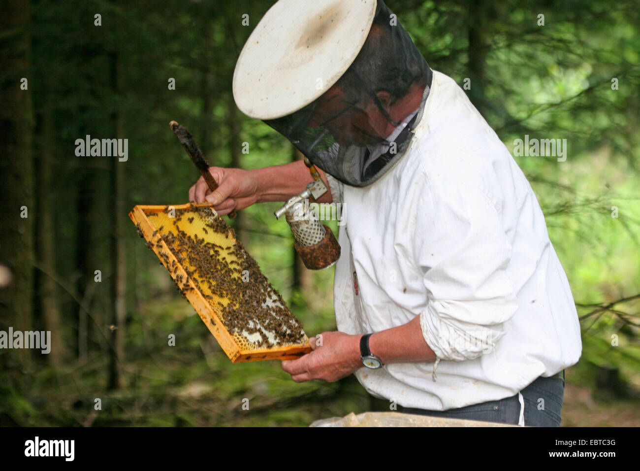 Abeille, ruche abeille (Apis mellifera mellifera), l'apiculteur avec tuyau et honeycomb, Allemagne Banque D'Images