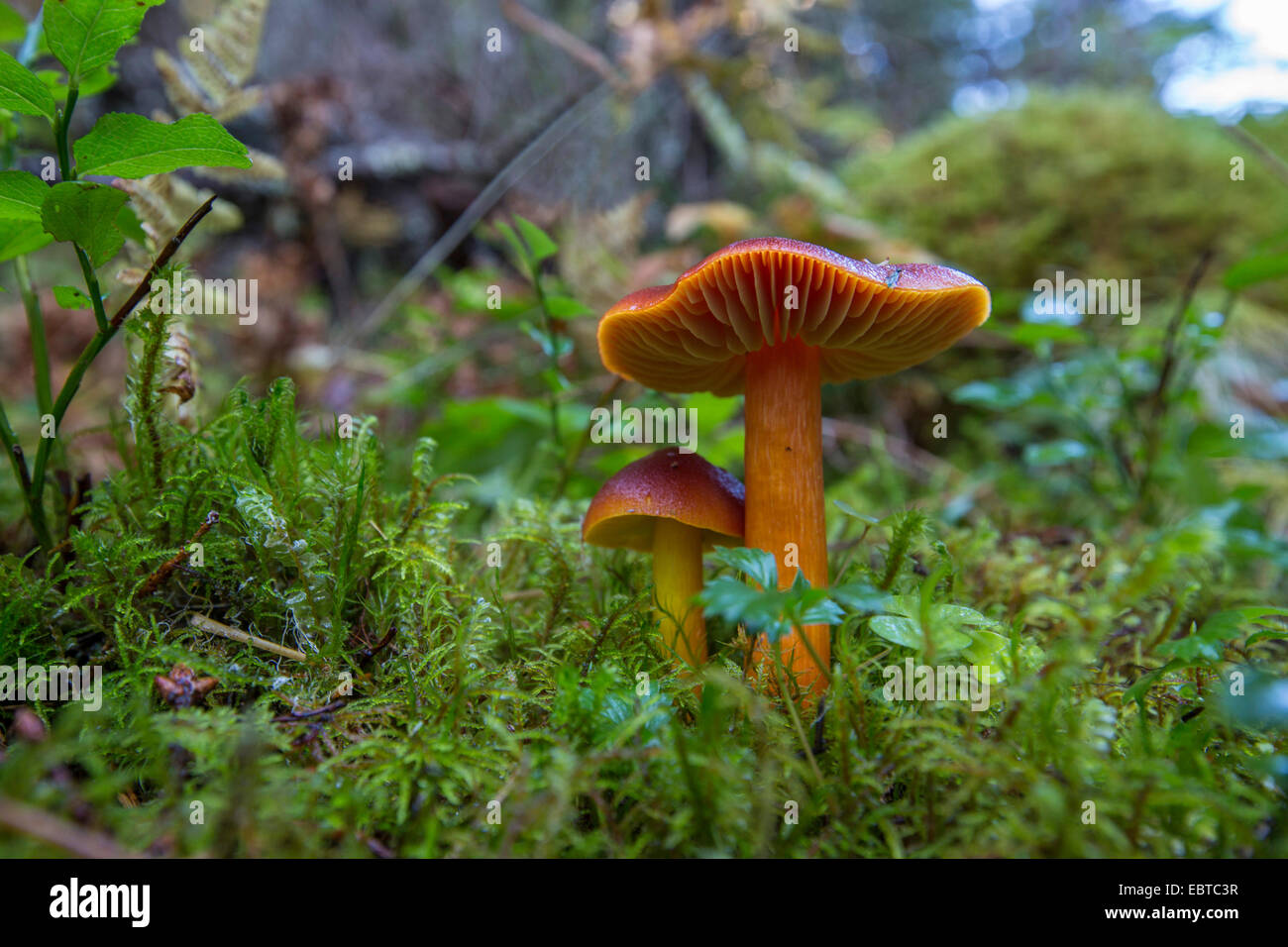 (Waxcap Hygrocybe spec.), dans un waood la montagne près de la côte, de la Norvège, Namsos Banque D'Images