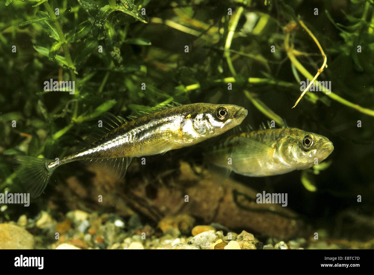 L'épinoche à neuf (Pungitius pungitius), deux poissons entre les waterplants au bas d'un plan d'eau couverte de gravier Banque D'Images