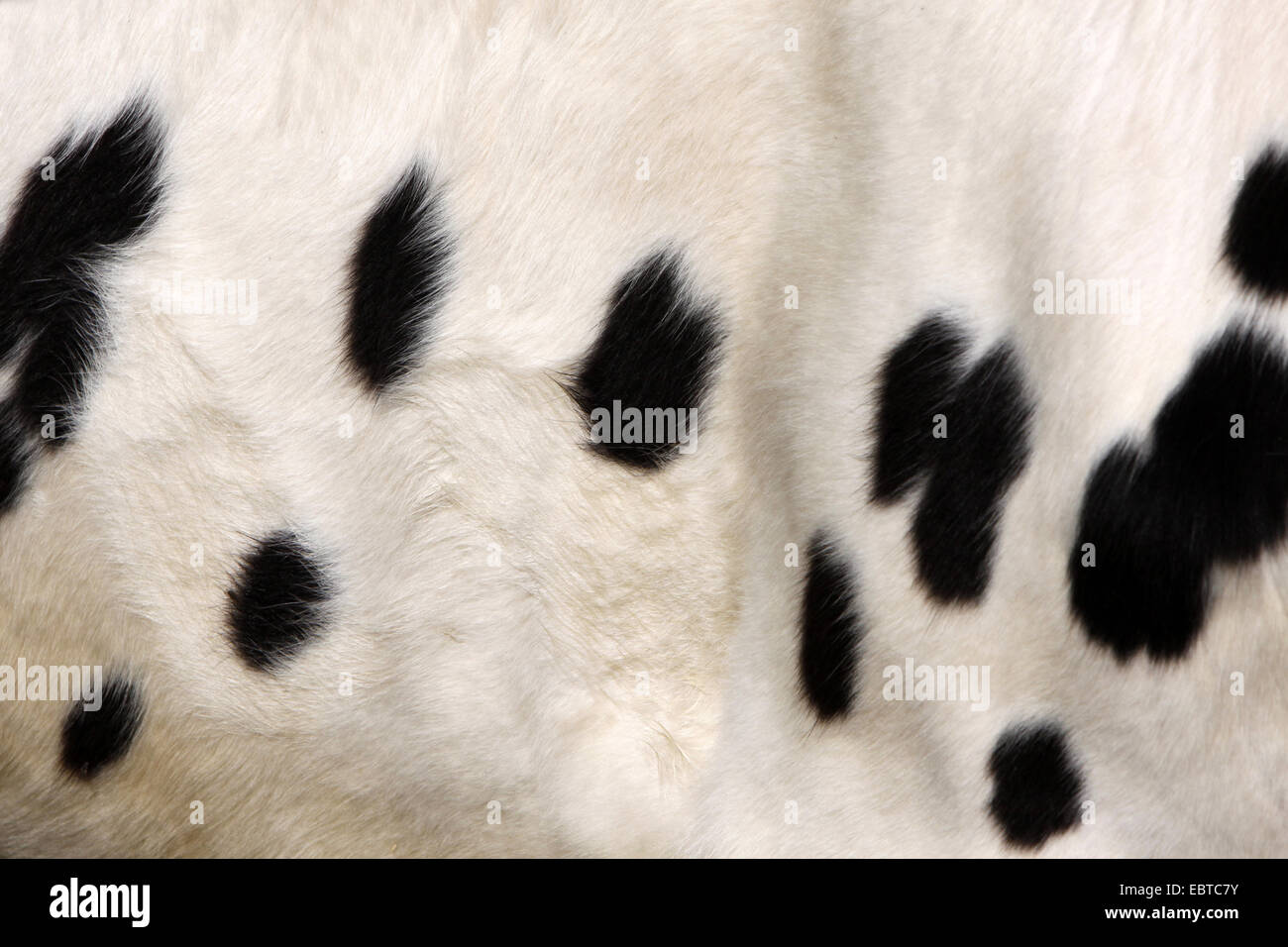 Les bovins domestiques (Bos primigenius f. taurus), la fourrure de bovins laitiers Pied Noir Banque D'Images