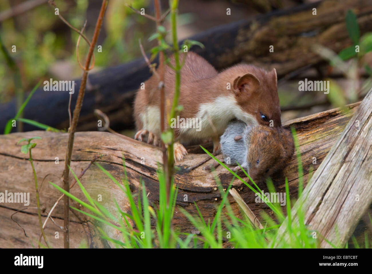 L'hermine, Hermine, belette à queue courte (Mustela erminea), dans la région de sommer la fourrure avec la souris capturées, en Allemagne, en Bavière, le lac de Chiemsee Banque D'Images