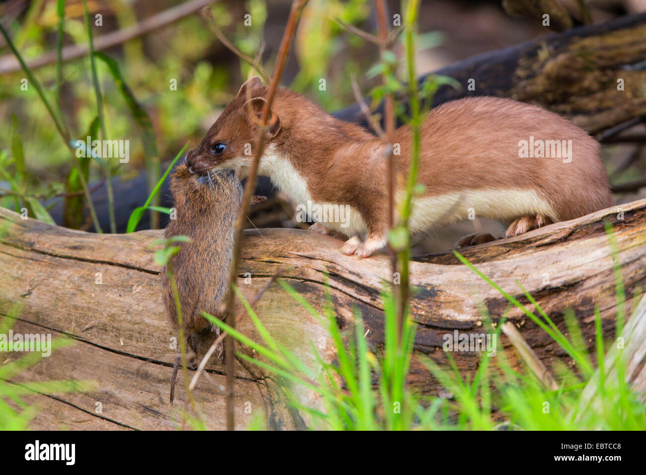 L'hermine, Hermine, belette à queue courte (Mustela erminea), dans la région de sommer la fourrure avec la souris capturées, Germany Banque D'Images