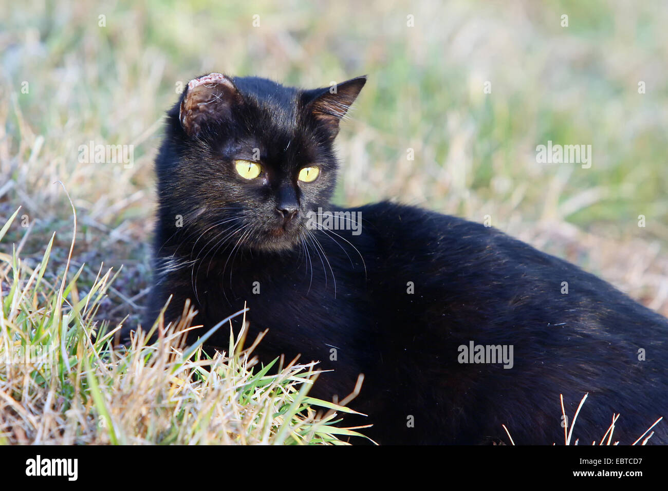 Close Up De Chat Noir Blesse A Une Seule Oreille Allonge Dans L Herbe Photo Stock Alamy