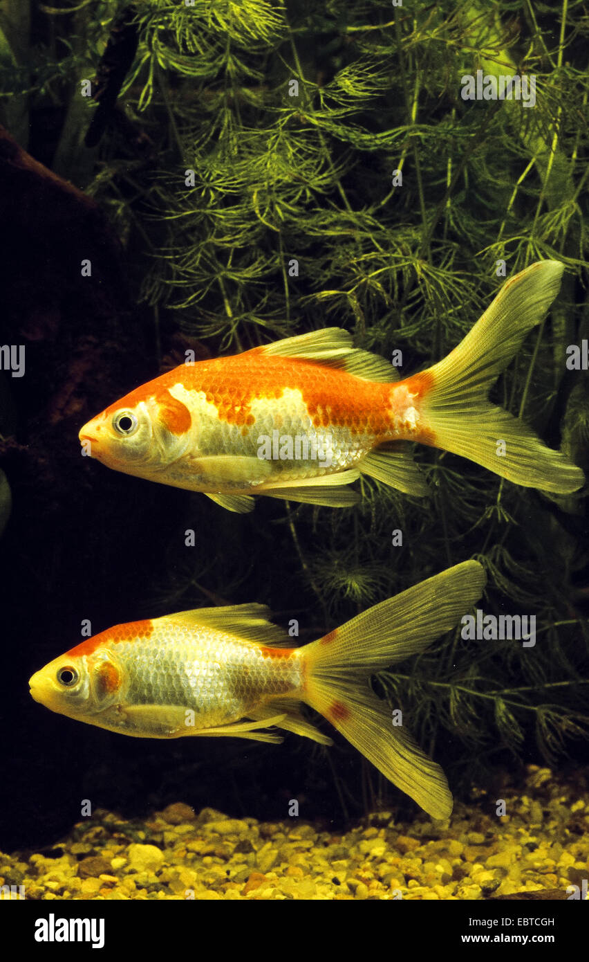 Le carassin, la carpe commune (Carassius auratus Carassius auratus auratus Carassius gibelio), deux poissons nager entre les waterplants Banque D'Images