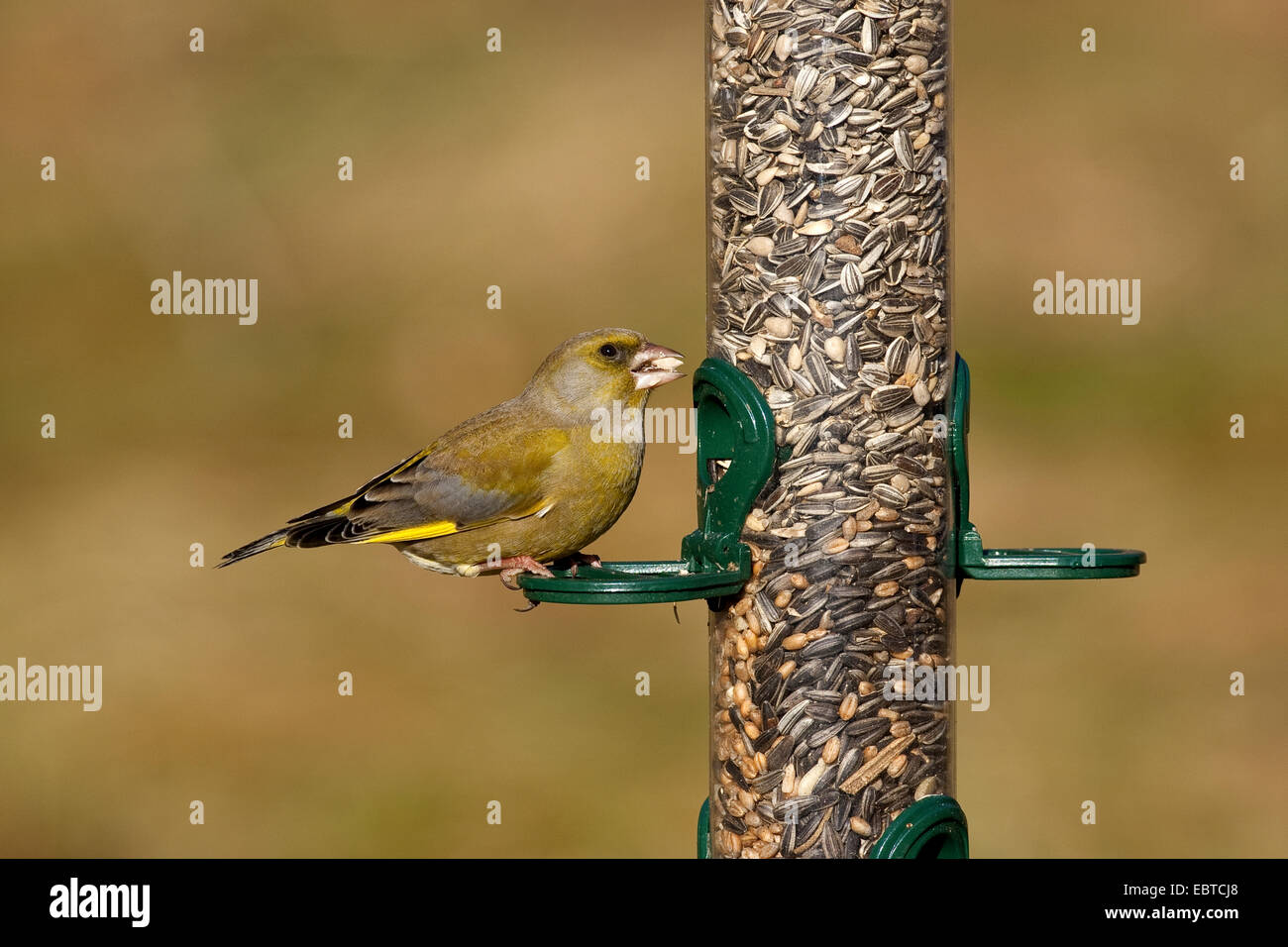 Verdier d'Europe (Carduelis chloris), l'alimentation à un silo à graines, Allemagne Banque D'Images