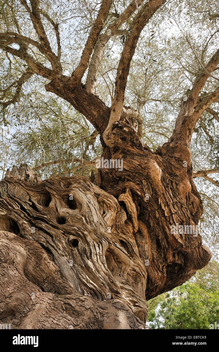 Olivier (Olea europaea ssp. sativa), vieil olivier, Espagne, Baléares, Majorque Banque D'Images