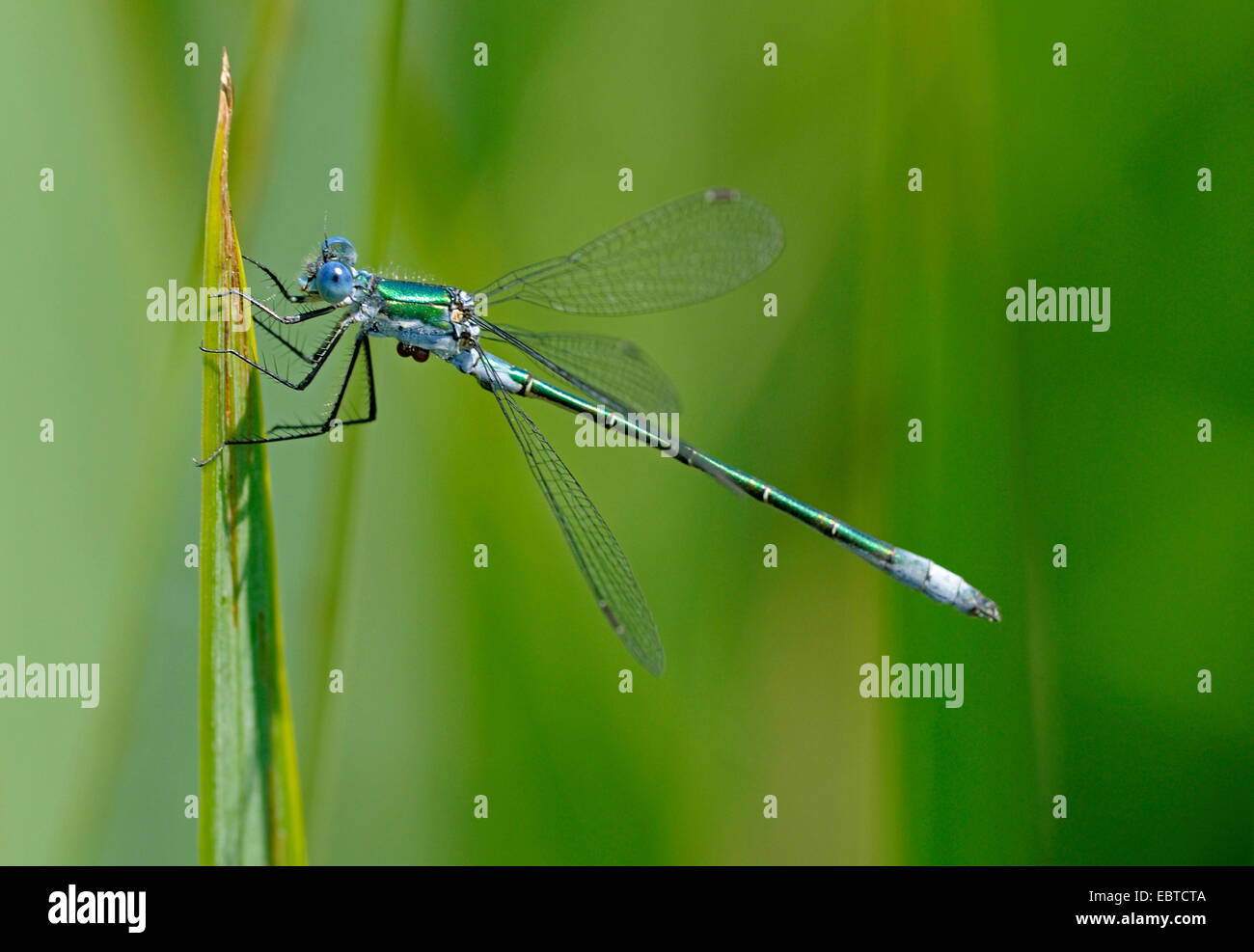 Émeraude rares (demoiselle Lestes dryas), le brin d'herbe, Allemagne Banque D'Images