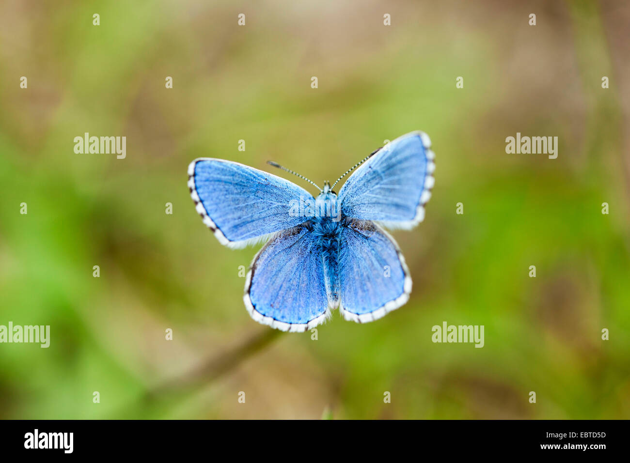Blue (Polyommatus icarus commun), avec des ailes ouvertes, Allemagne, Bavière, elle Maeusberg Banque D'Images