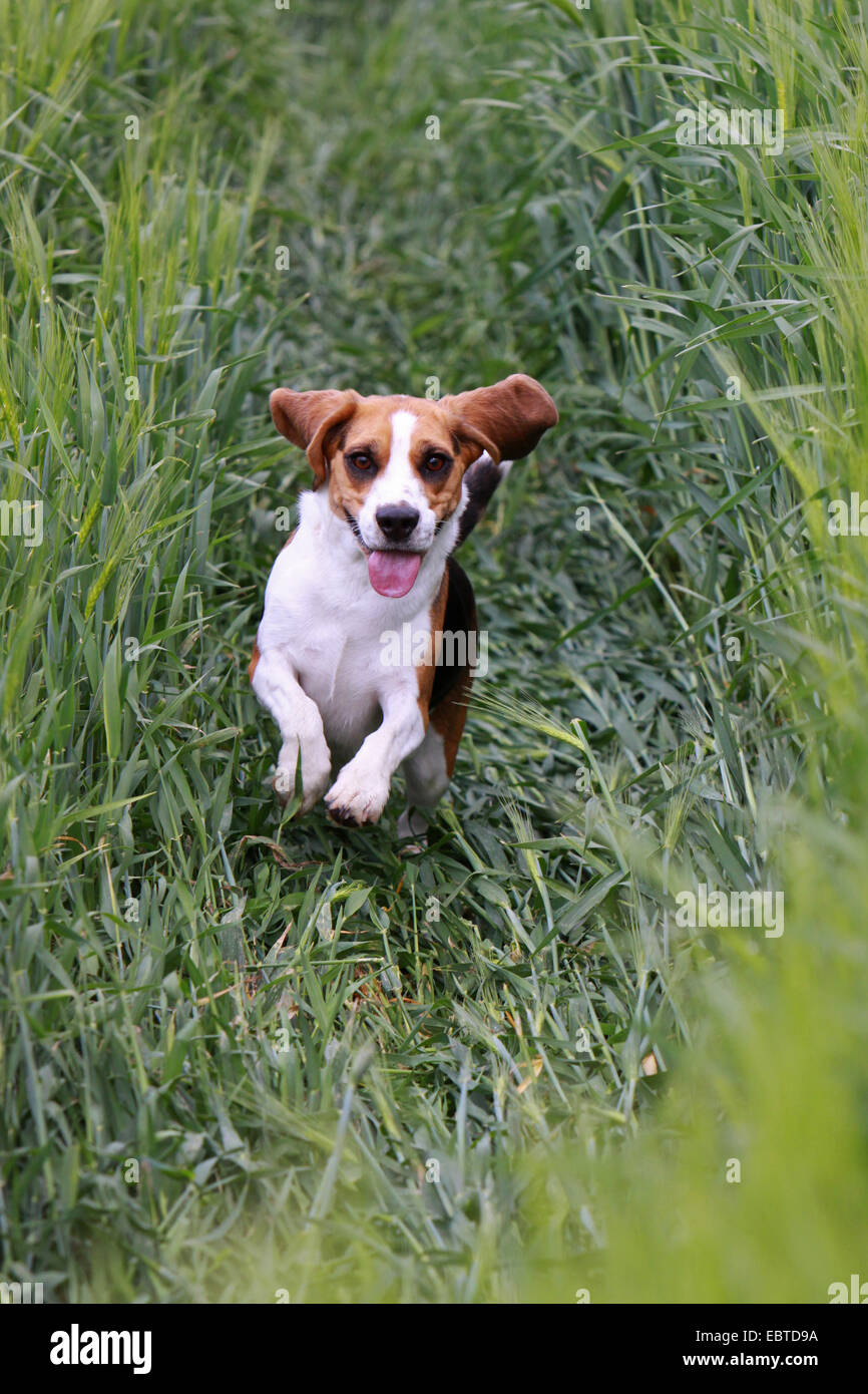 Beagle (Canis lupus f. familiaris), courant à travers un champ Banque D'Images