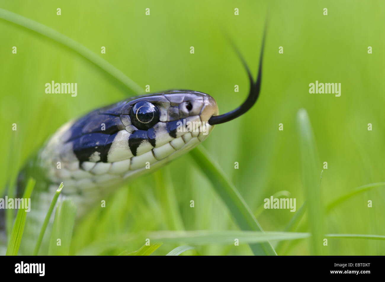 Couleuvre à collier (Natrix natrix), dardant sa langue dans et hors de l'herbe, portrait, ALLEMAGNE, Basse-Saxe, Goldenstedter Moor Banque D'Images