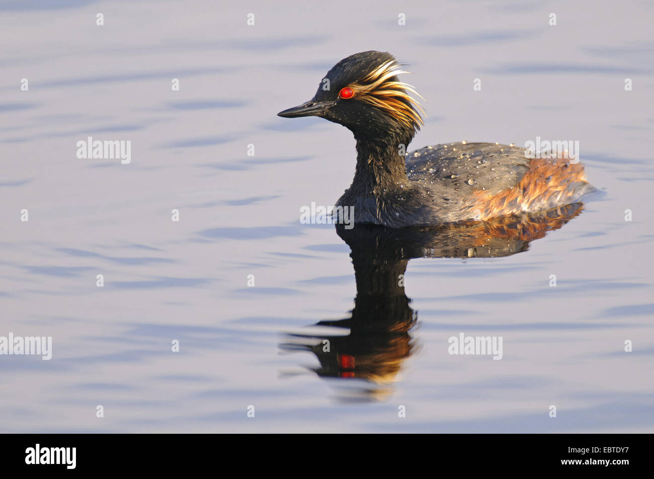 Grèbe à cou noir (Podiceps nigricollis), natation, Goldenstedter Moor, Niedersachse Banque D'Images
