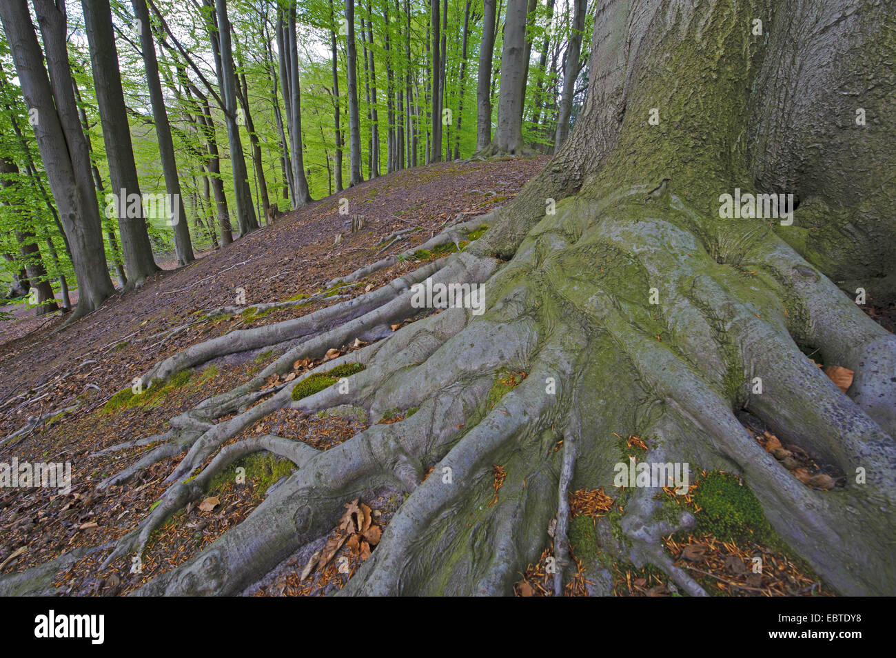Le hêtre commun (Fagus sylvatica), système racinaire d'un arbre à la rivière haute rive de la Hunte, Doetlingen Banque D'Images