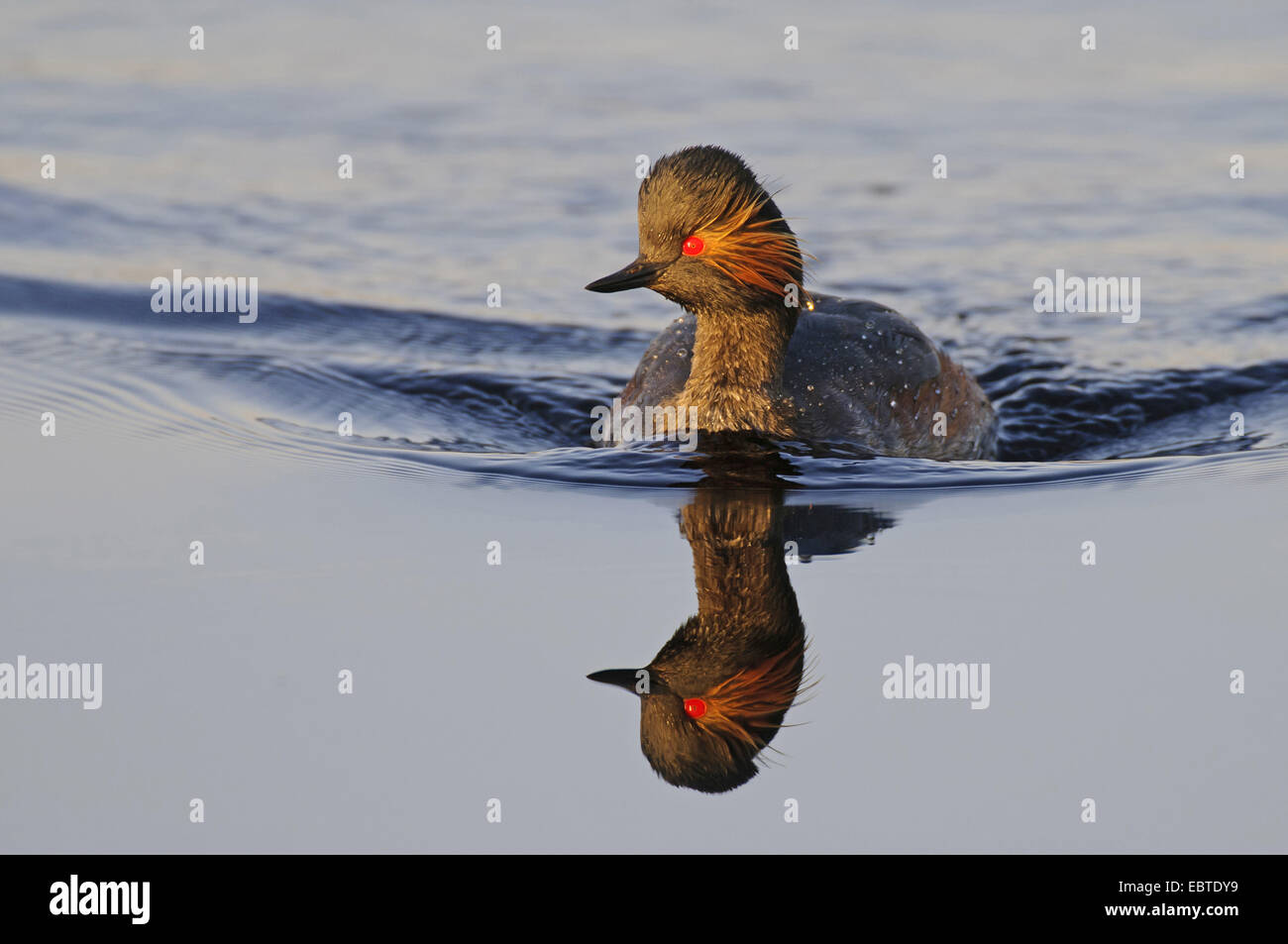 Grèbe à cou noir (Podiceps nigricollis), natation, Goldenstedter Moor, Niedersachse Banque D'Images