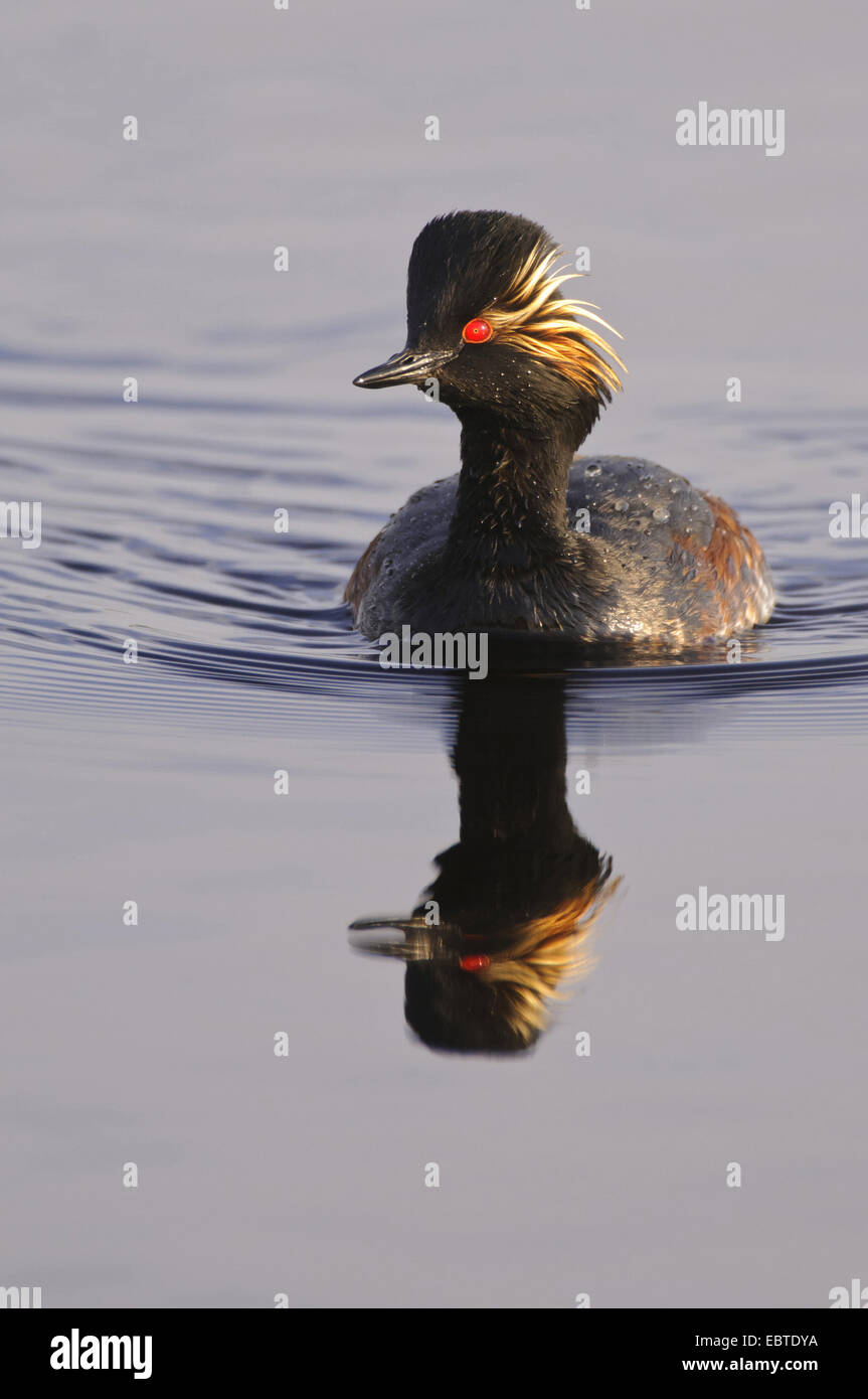 Grèbe à cou noir (Podiceps nigricollis), natation, Goldenstedter Moor, Niedersachse Banque D'Images