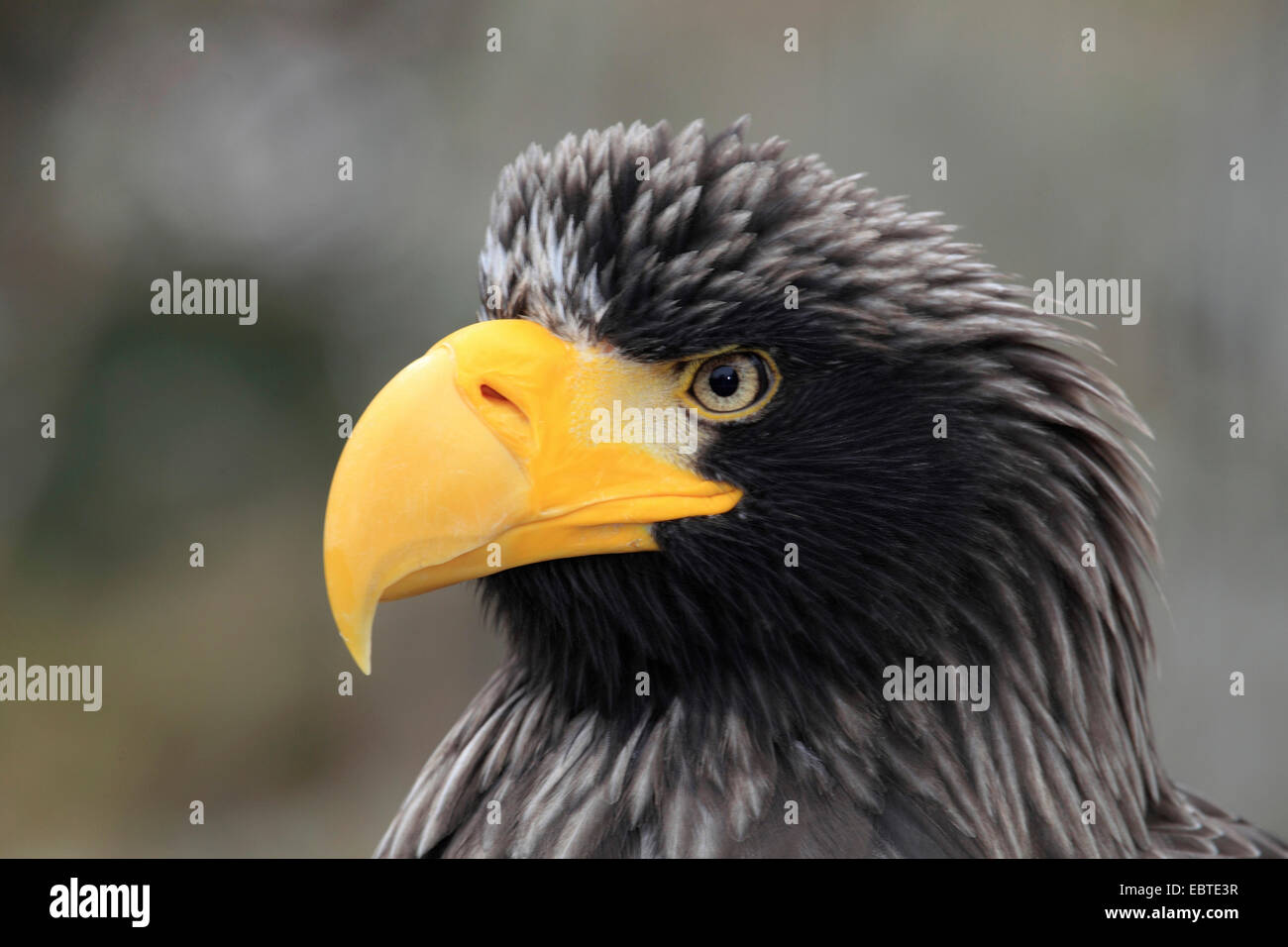 L'aigle de mer de Steller (Haliaeetus pelagicus), portrait Banque D'Images