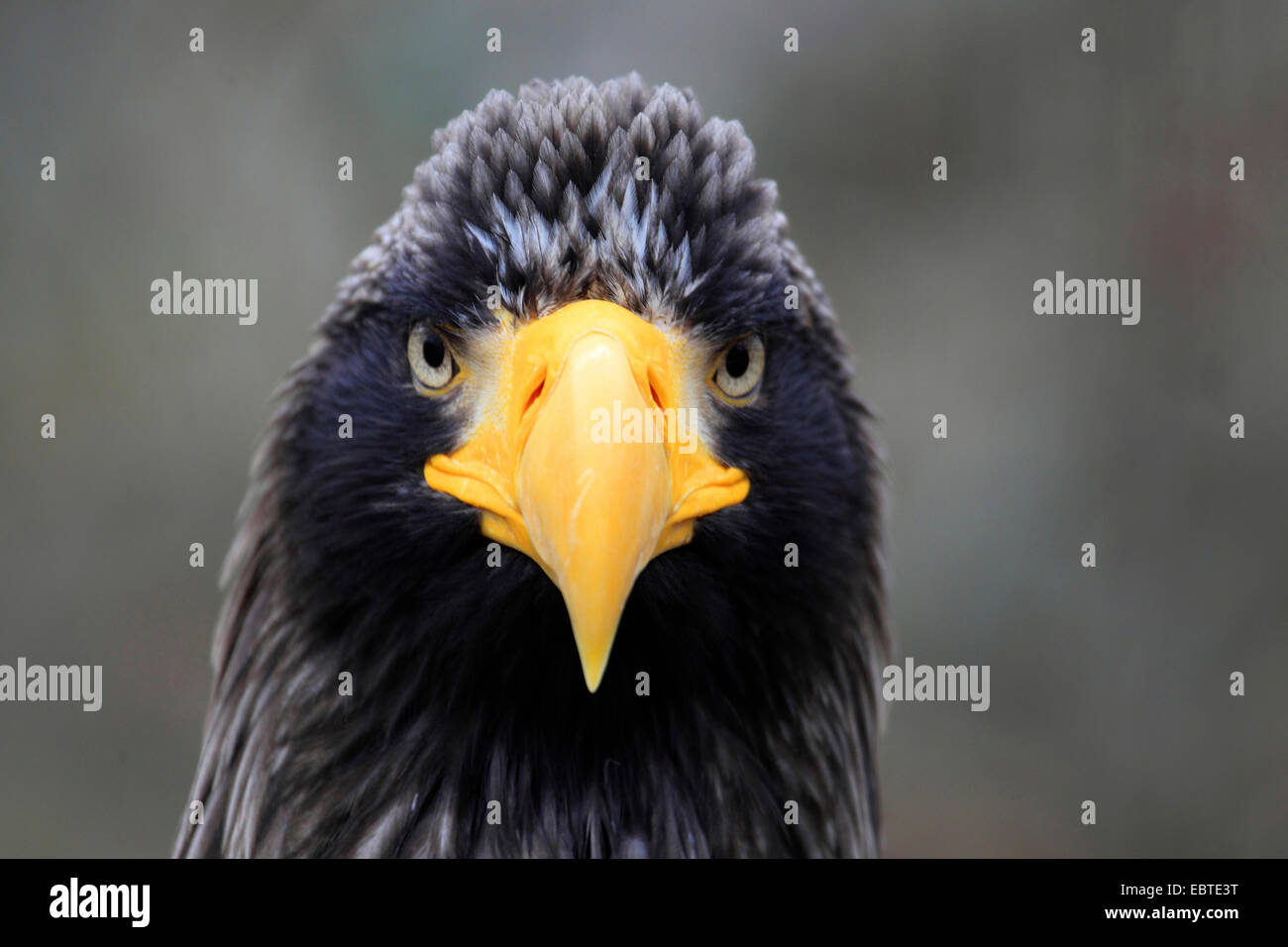L'aigle de mer de Steller (Haliaeetus pelagicus), portrait Banque D'Images