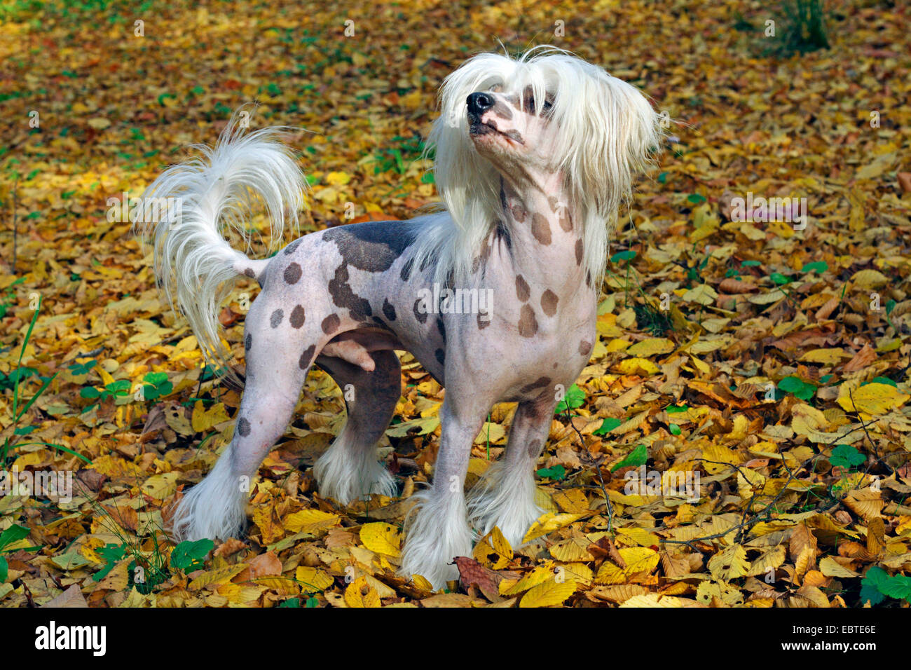 Chien Chinois à Crête (Canis lupus f. familiaris), debout dans le feuillage d'automne Banque D'Images