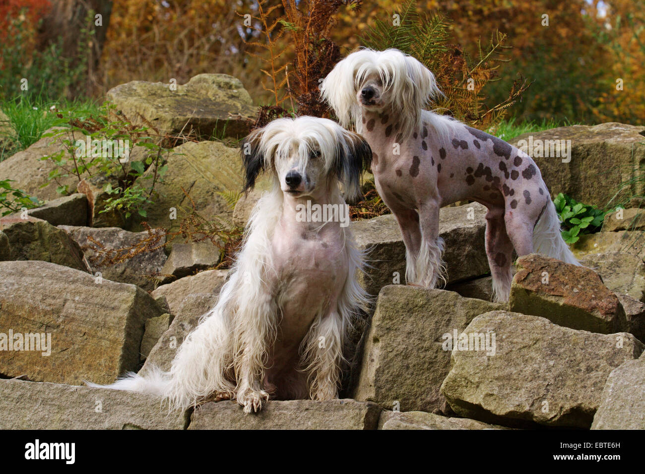 Chien Chinois à Crête (Canis lupus f. familiaris), deux Chiens Chinois à Crête sur des rochers Banque D'Images