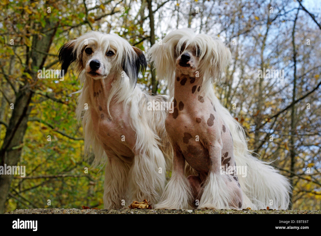 Chien Chinois à Crête (Canis lupus f. familiaris), deux Chiens Chinois à Crête assis sur un mur dans la forêt d'automne Banque D'Images