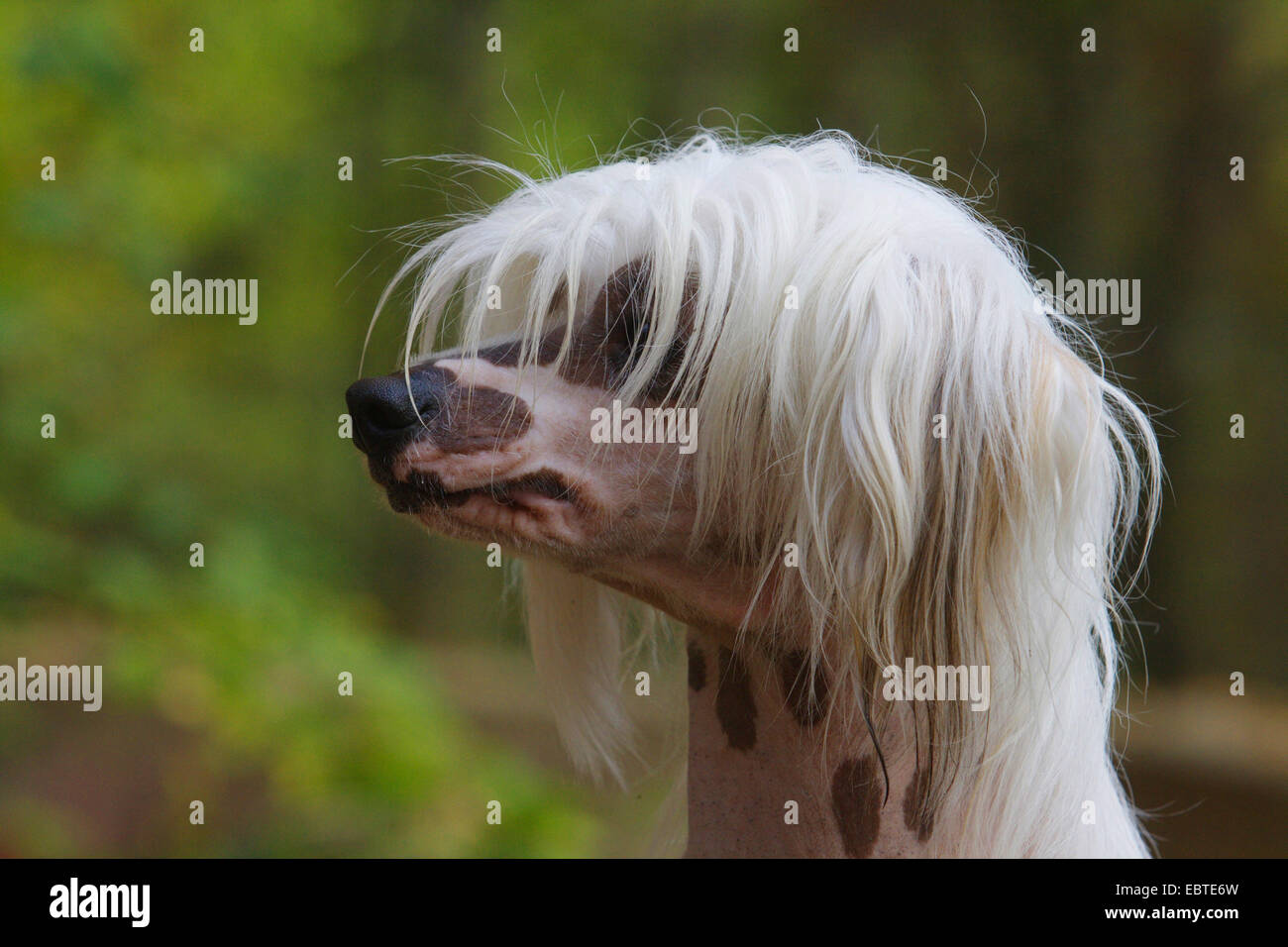 Chien Chinois à Crête (Canis lupus f. familiaris), portrait, side view Banque D'Images