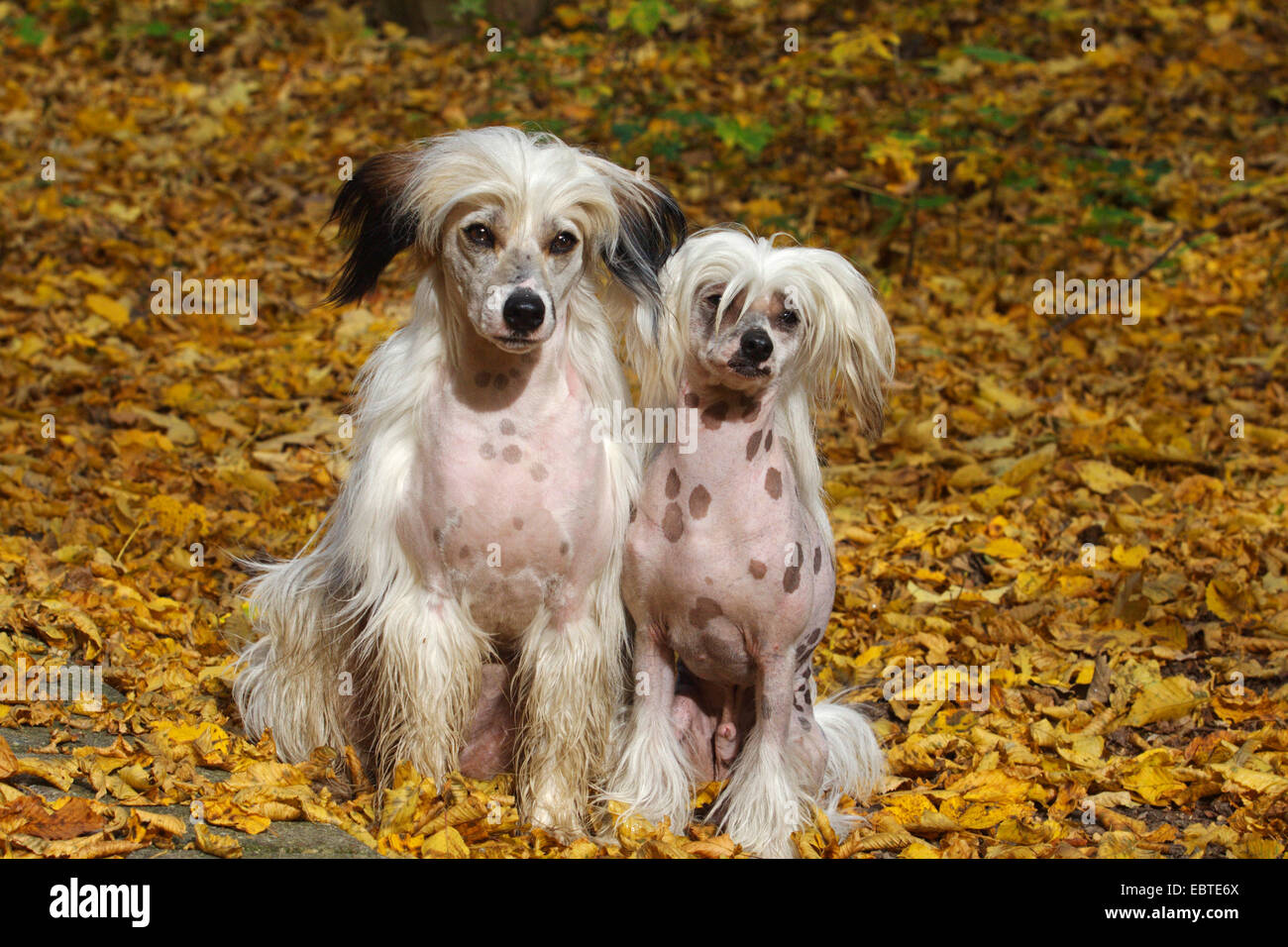 Chien Chinois à Crête (Canis lupus f. familiaris), deux Chiens Chinois à Crête assis dans le feuillage d'automne Banque D'Images
