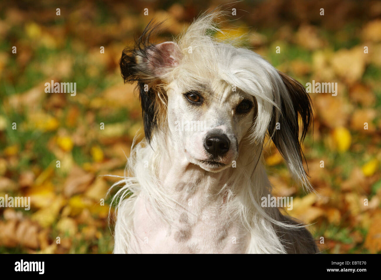 Chien Chinois à Crête (Canis lupus f. familiaris), portrait, feuillage de l'automne en arrière-plan Banque D'Images
