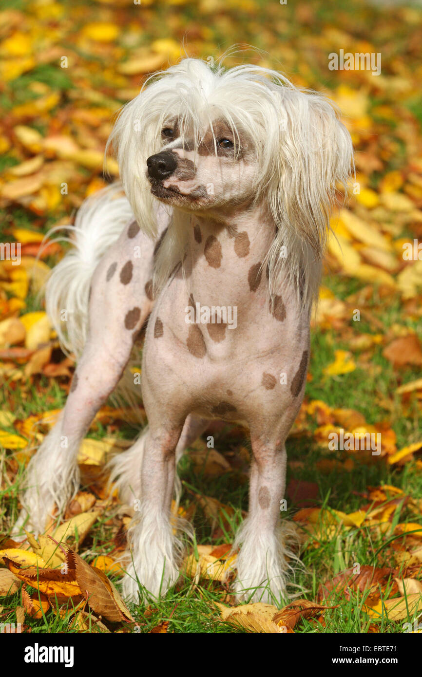 Chien Chinois à Crête (Canis lupus f. familiaris), debout dans le feuillage d'automne Banque D'Images