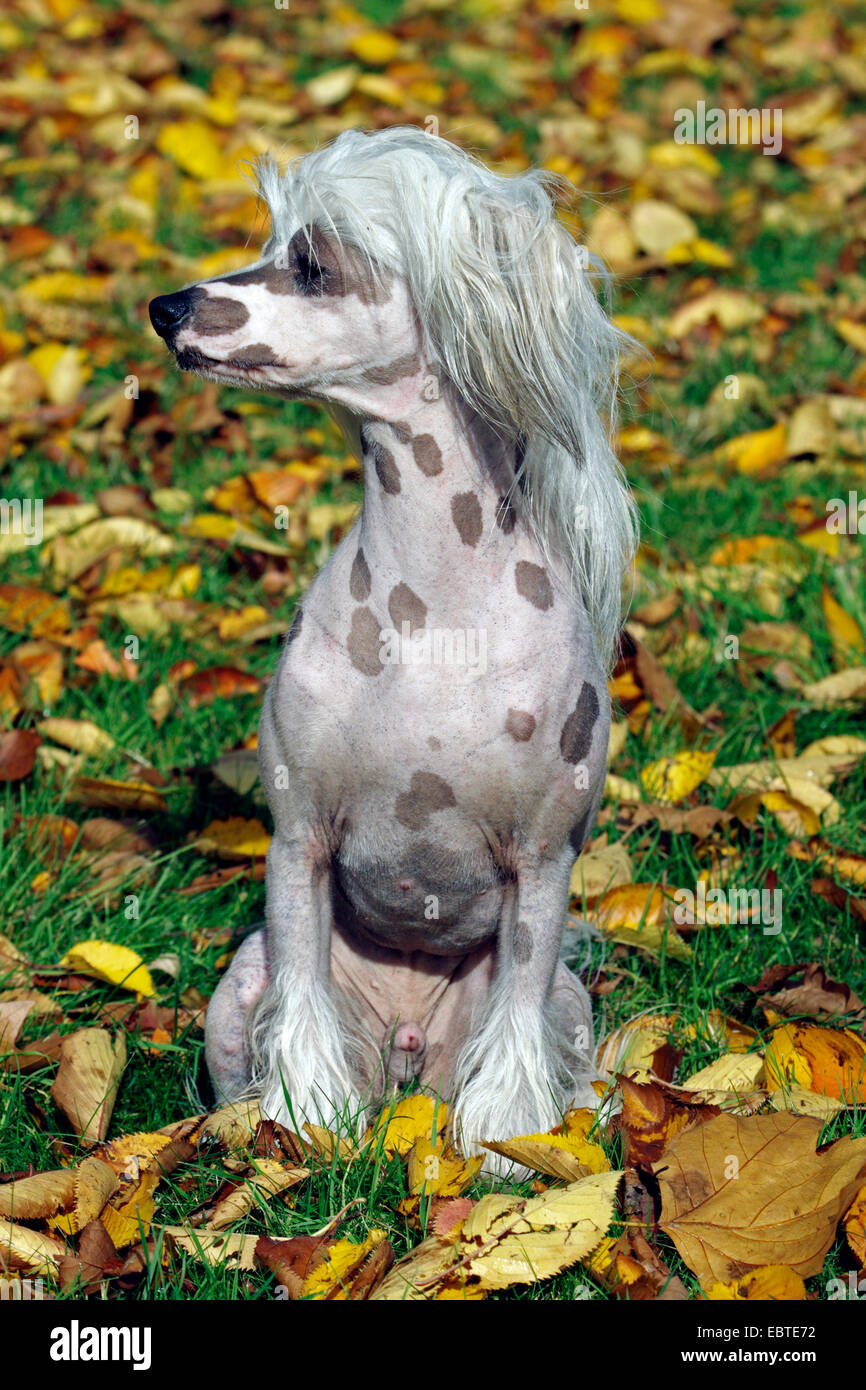 Chien Chinois à Crête (Canis lupus f. familiaris), assis dans le feuillage d'automne Banque D'Images