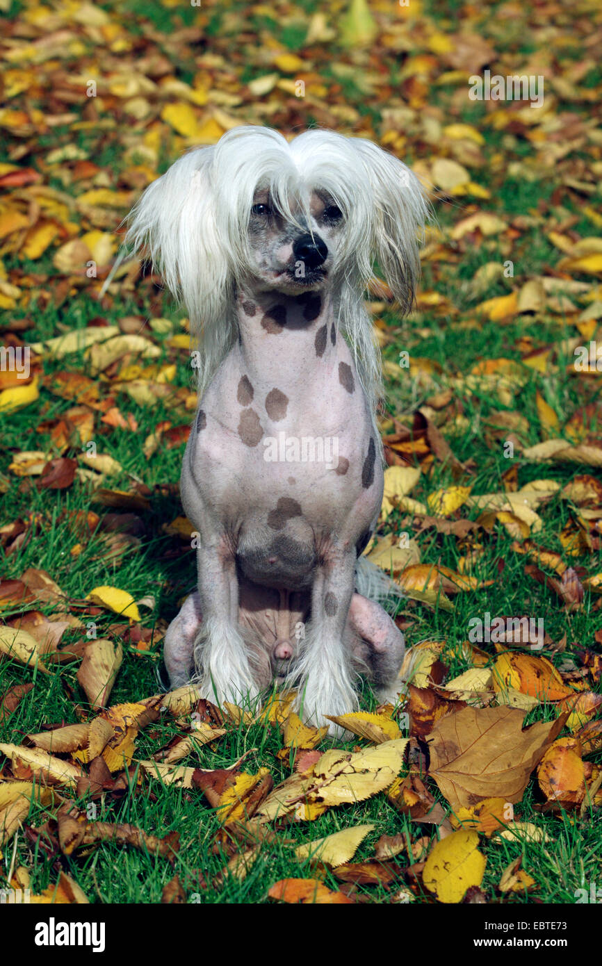 Chien Chinois à Crête (Canis lupus f. familiaris), assis dans le feuillage d'automne Banque D'Images