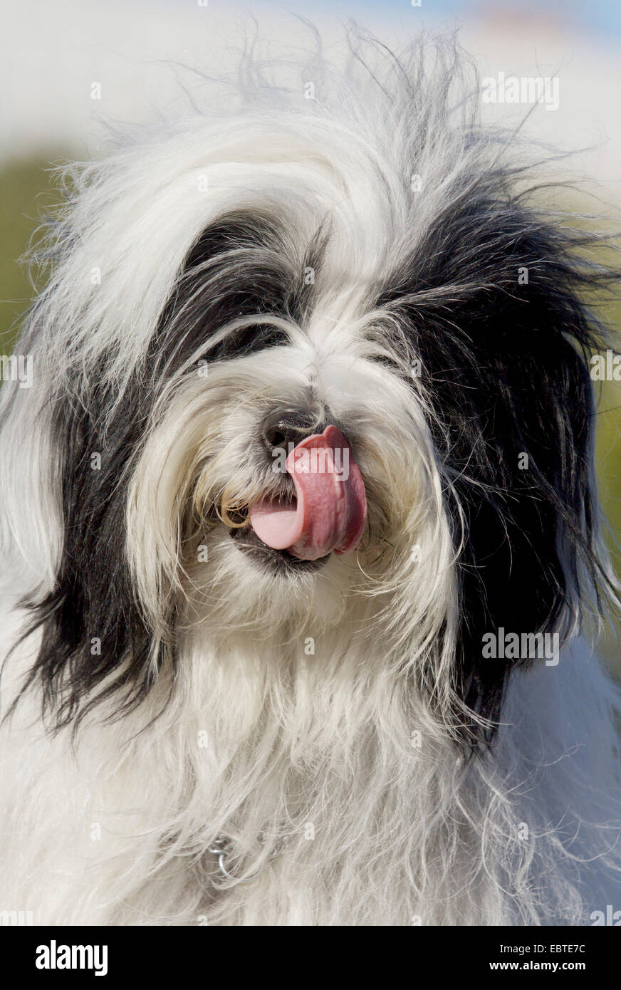 Terrier tibétain (Canis lupus f. familiaris), léchant le museau, portrait Banque D'Images
