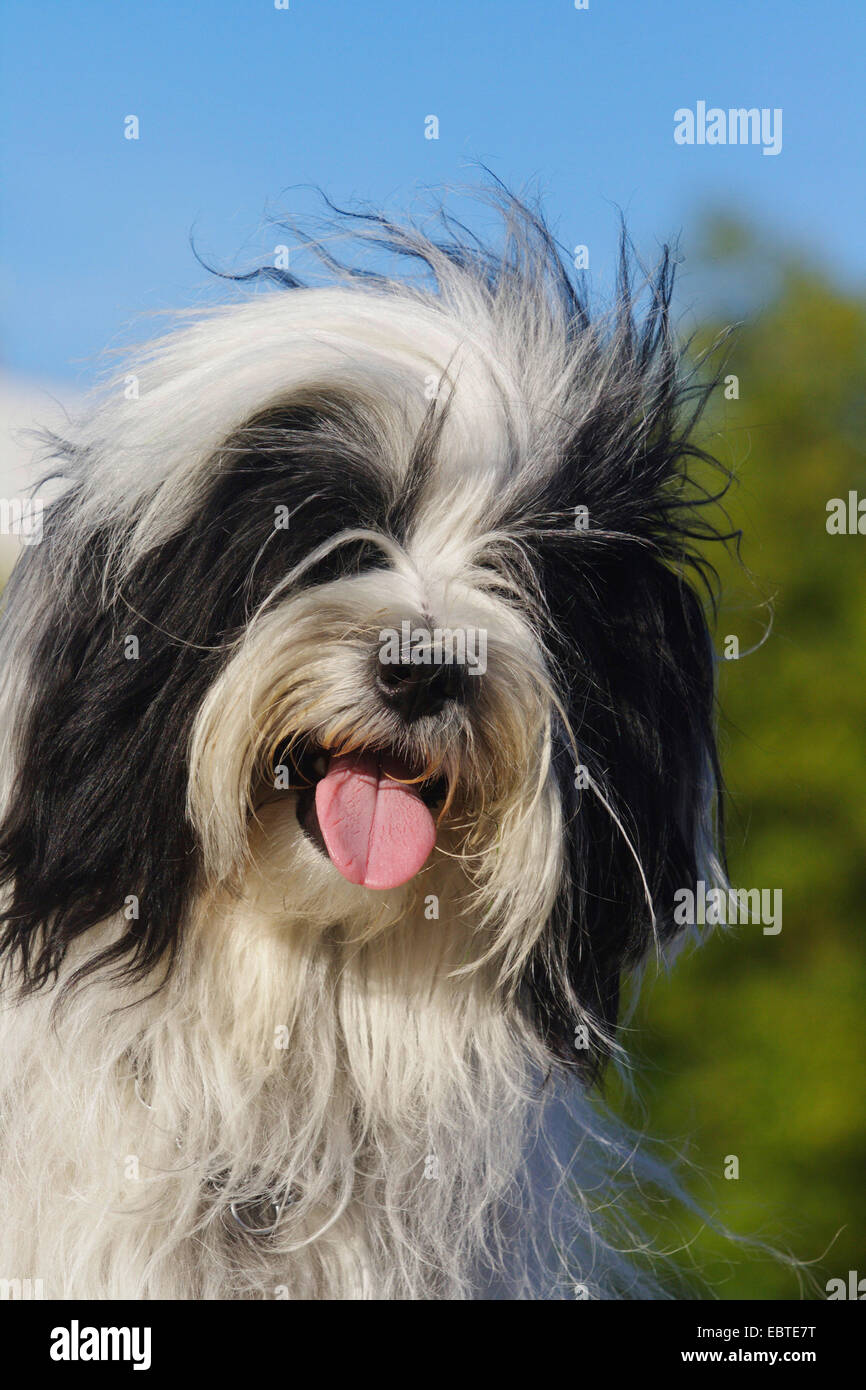 Terrier tibétain (Canis lupus f. familiaris), portrait Banque D'Images