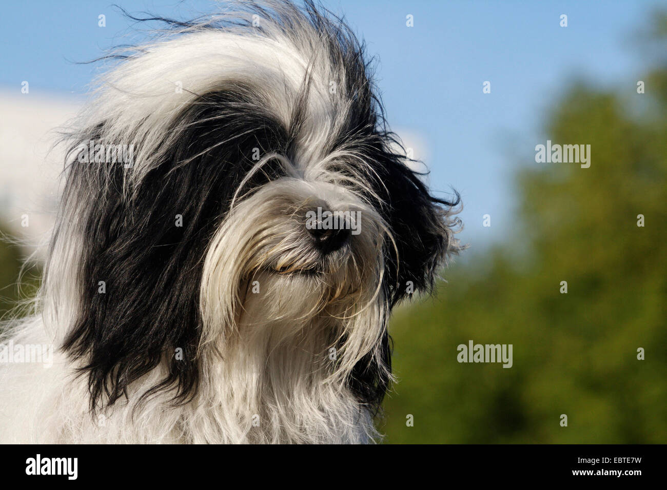 Terrier tibétain (Canis lupus f. familiaris), portrait Banque D'Images